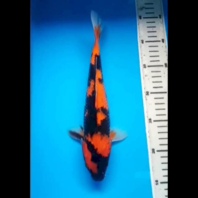 HI UTSURI 29 Cm
