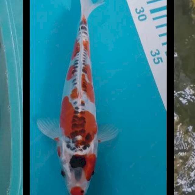Kojaku doid 23cm
