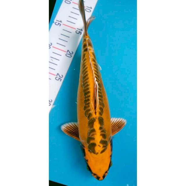 Kiko Bulky 32cm