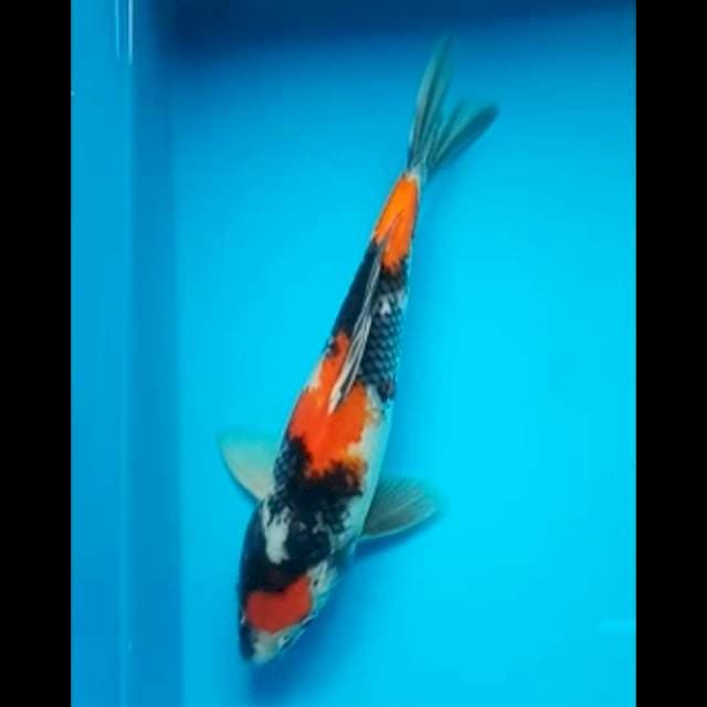 MARUTEN SHOWA ORIGINAL 24 Cm, JANTAN