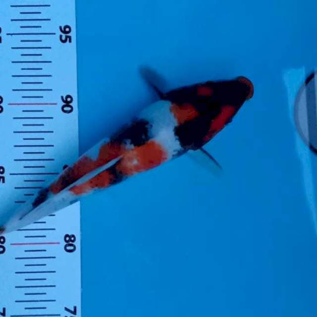 Showa 24 cm