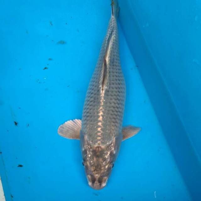 ANTIK 31 cm