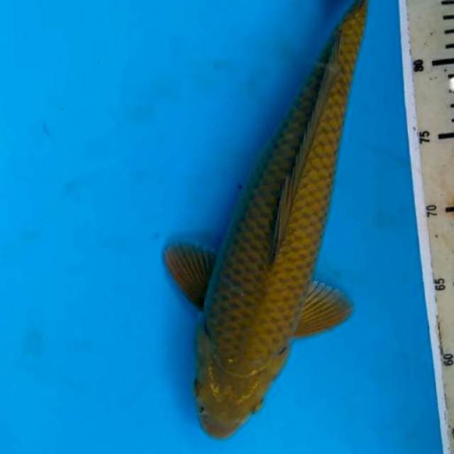 Cagoi Bulky 35 cm
