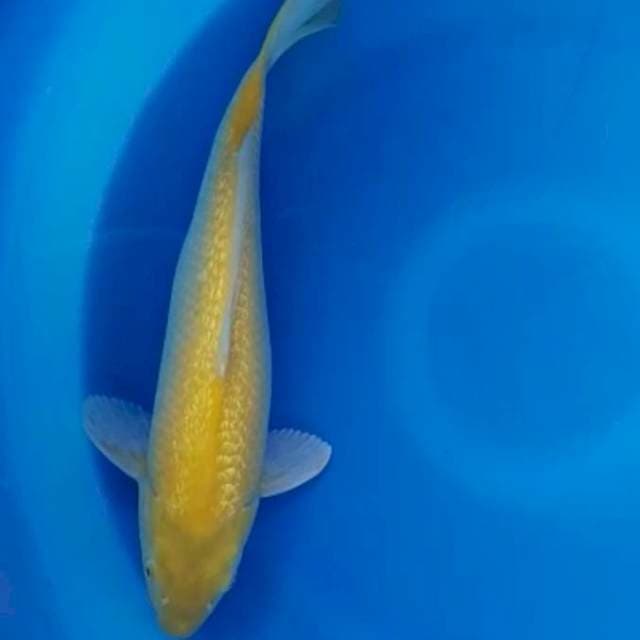 Karasi ginrin 40cm SQ 🇲🇨