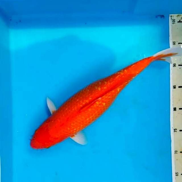 Akahajiro Ginrin Bulky 39 cm