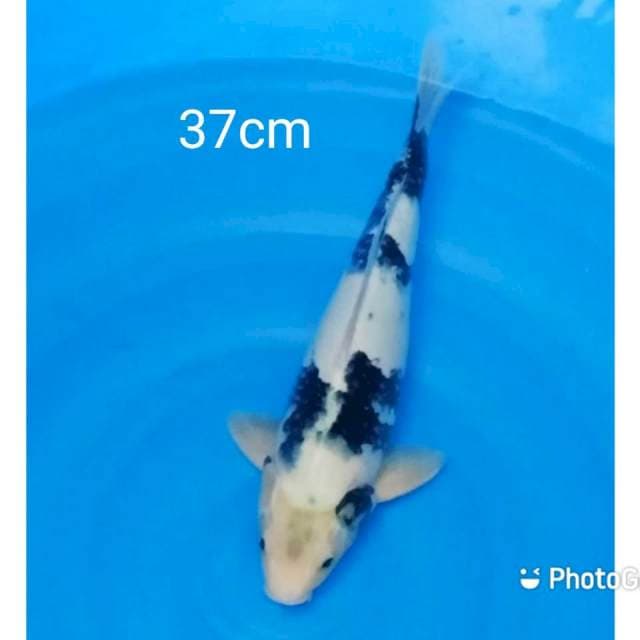Shiro bagus 37cm