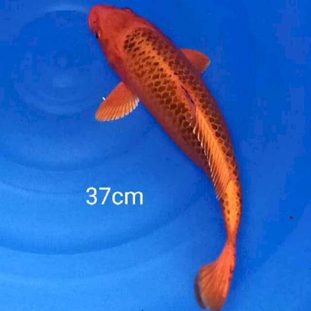 Aka matsuba bagus 37cm