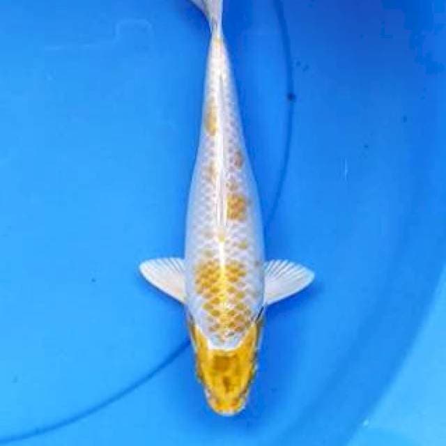 Hariwake 24 cm