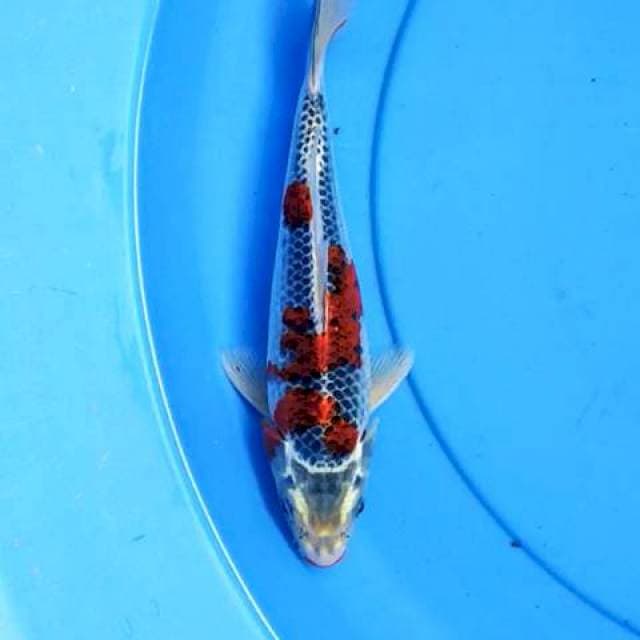 Goshiki 24 cm