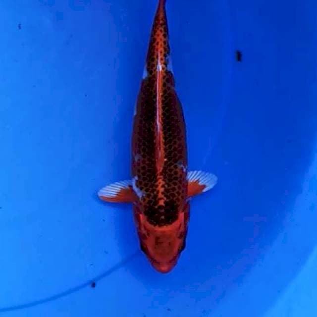 Kujaku super red 24 cm