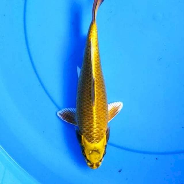 Mukashi 25 cm
