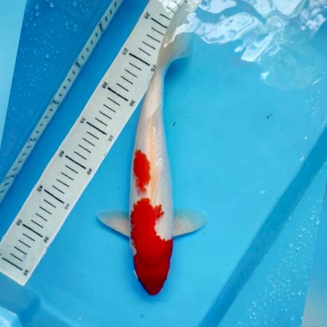 Kohaku, 32cm male