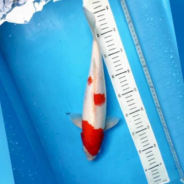 Kohaku, 33cm male