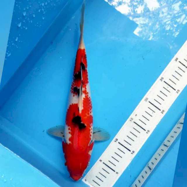 Sanke, 30cm female