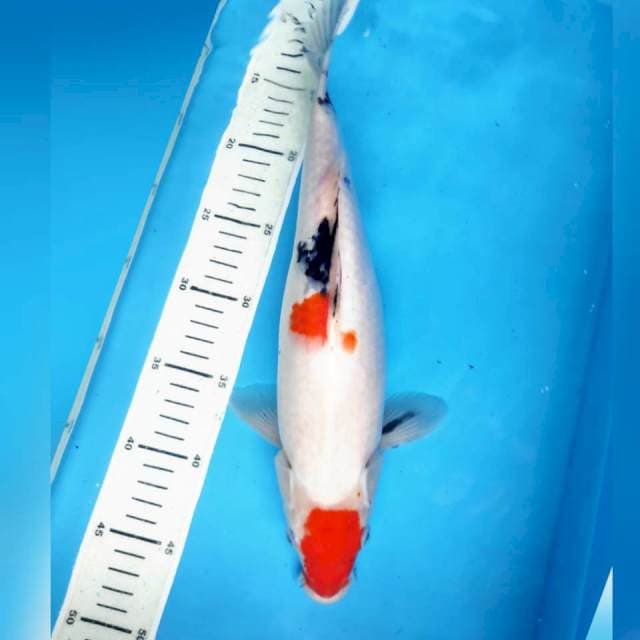 Maruten Sanke, 35cm female