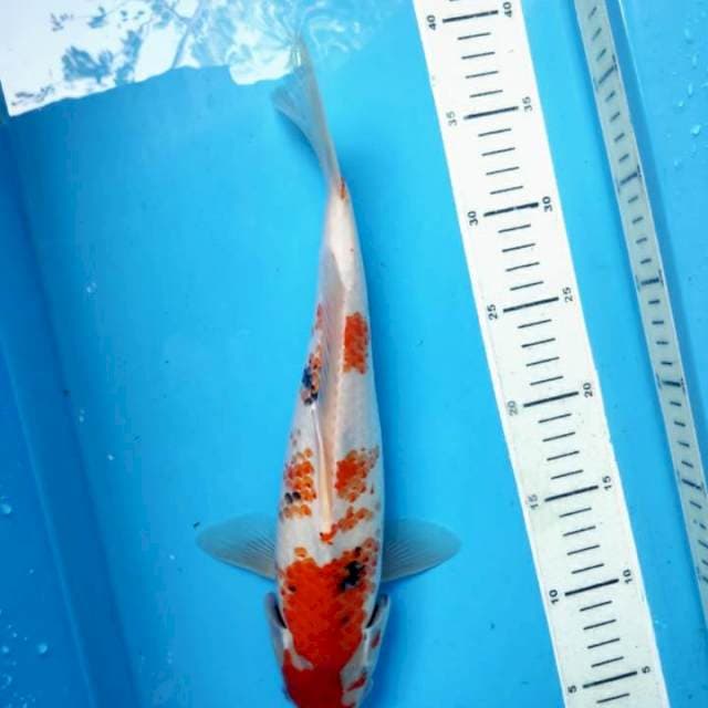 Sanke, 32cm male