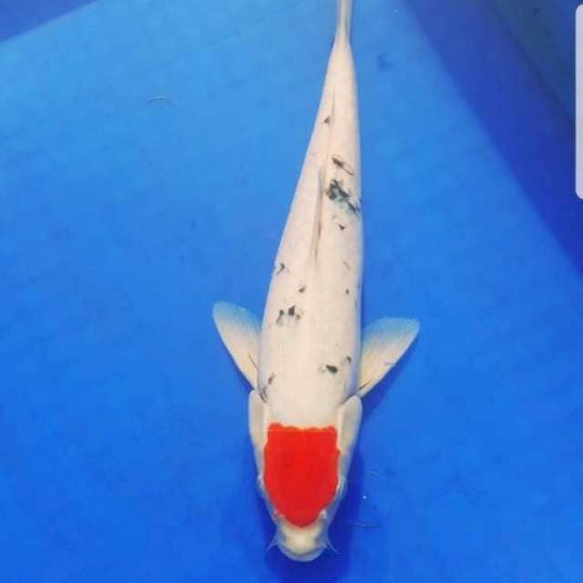 Tancho sanke tategoi 34 cm