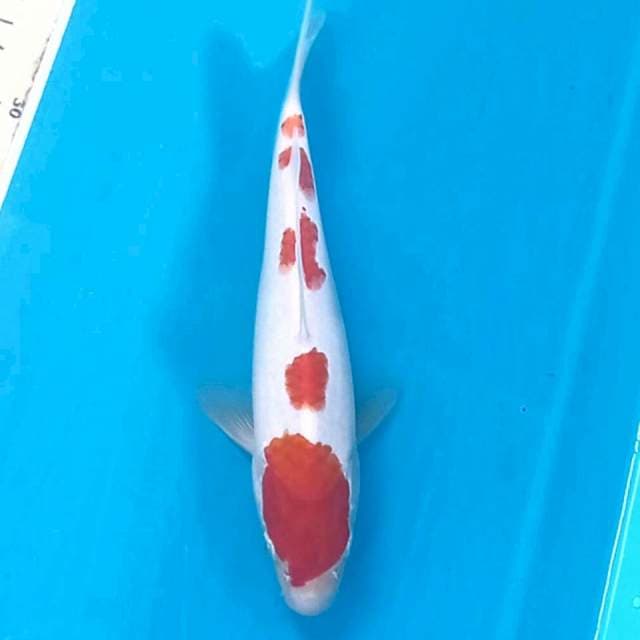 Kohaku, 20 cm