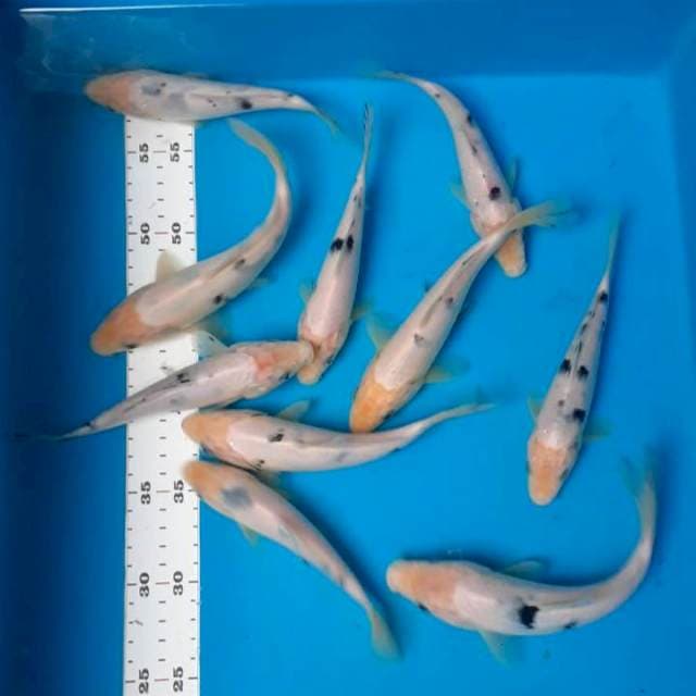 Paket bekko 15-20cm