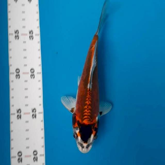 Antik 20cm