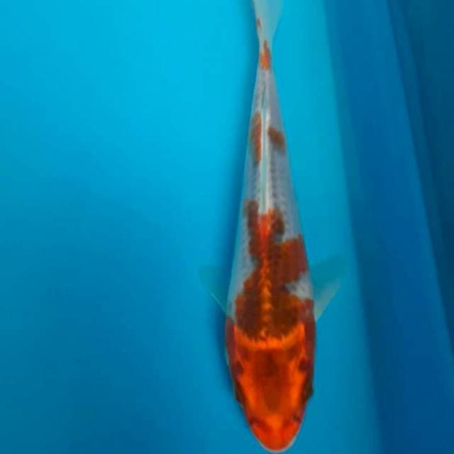 Goshiki 20cm