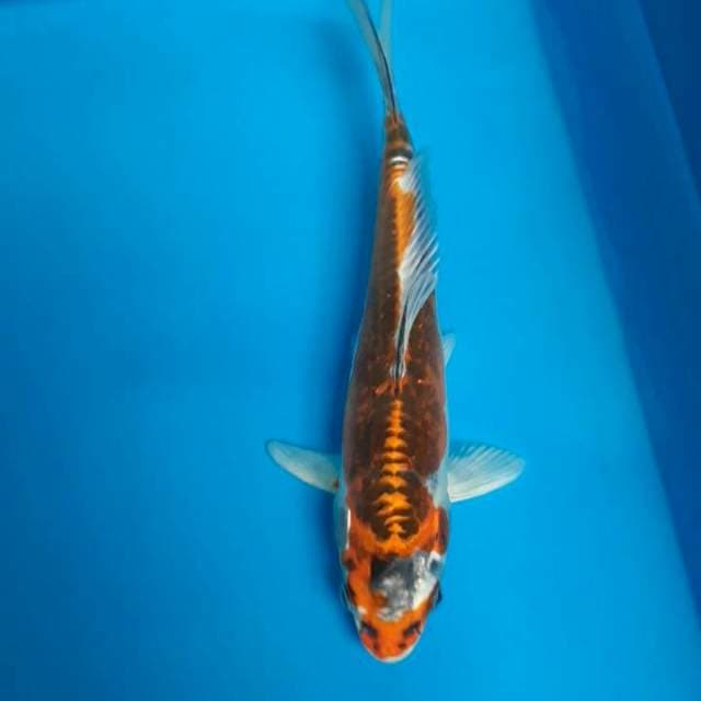 Antik 24cm