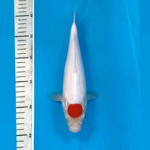 Tancho kohaku, 25 cm