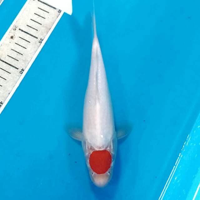 Tancho kohaku, 22 cm