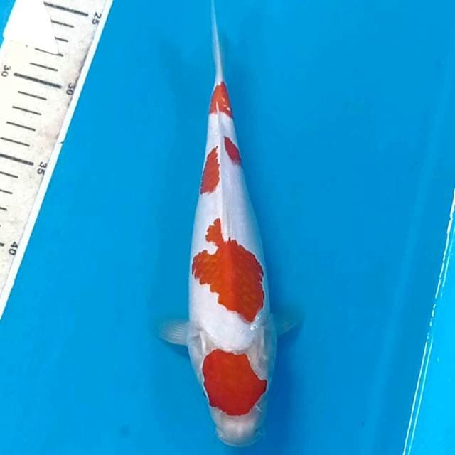 Kohaku, 24 cm