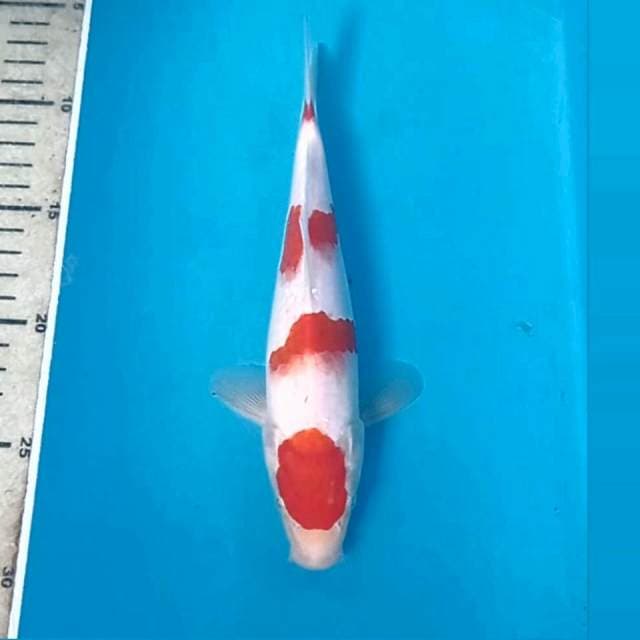 Kohaku, 21 cm