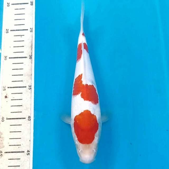Kohaku, 24 cm