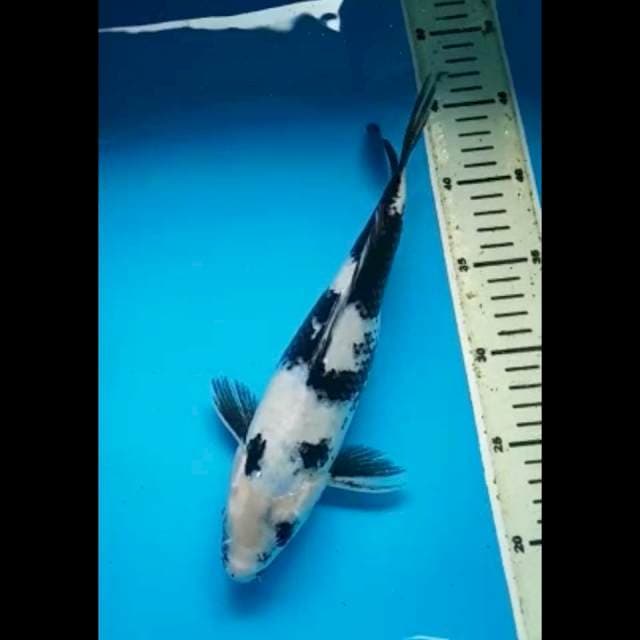 SHIRO MANTAP 29 Cm