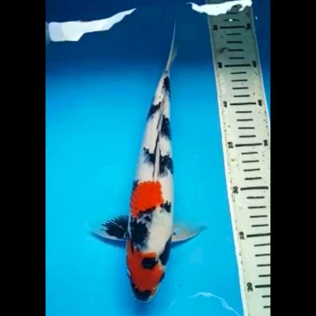 MARUTEN SHOWA 30 Cm, JANTAN