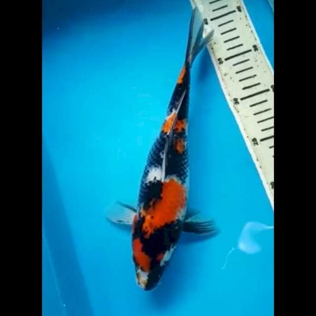 SHOWA 29 Cm