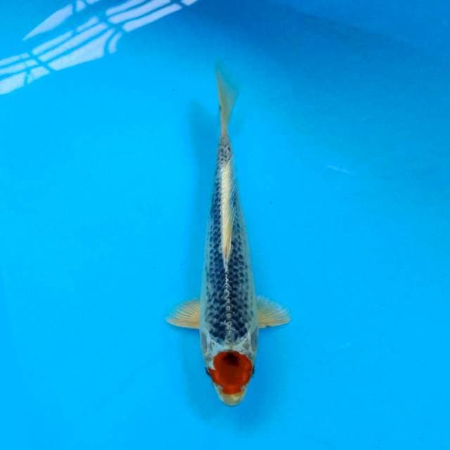 Tancho Kujaku 27 cm