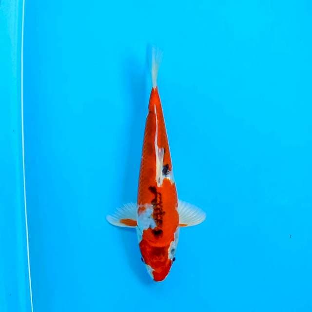 Kujaku 23 cm
