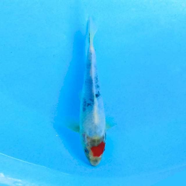 Tancho Showa 22 cm