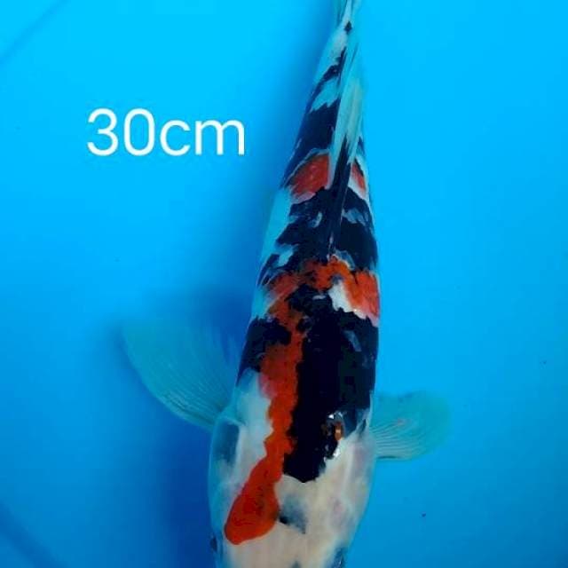 kumpay sanke 30cm