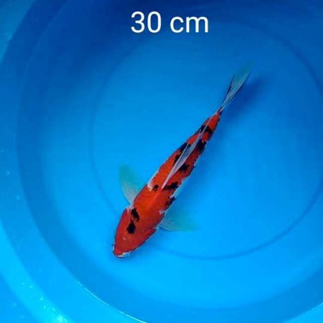 kumpay sanke 30cm