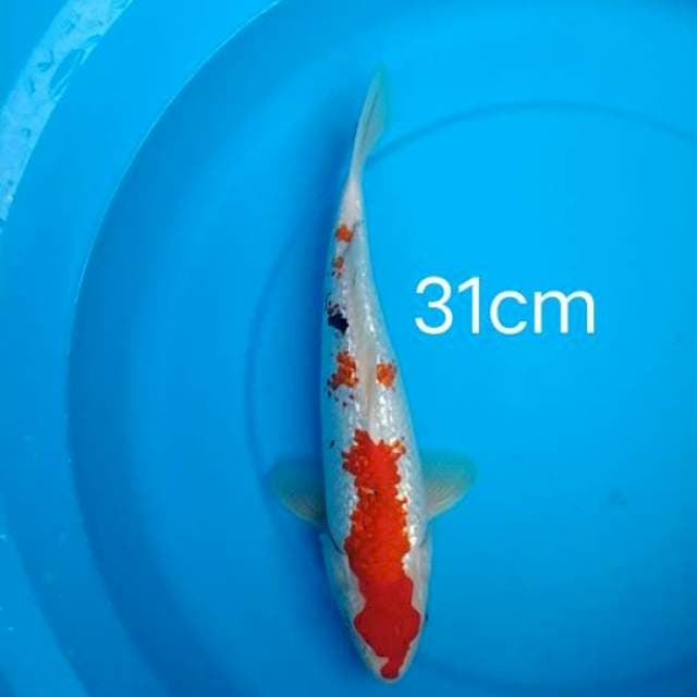 sanke gindrin 31cm
