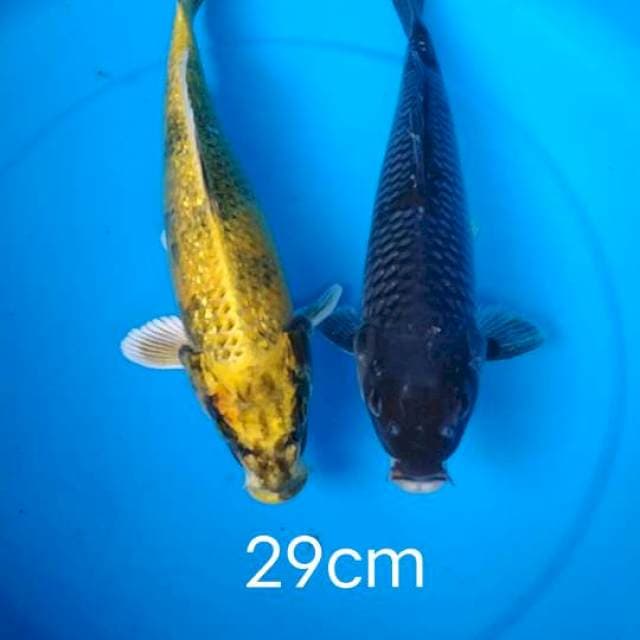 kin sowa&uchiba 29cm