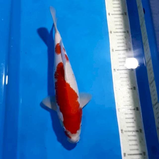 KOHAKU RED STRONG 30 CM