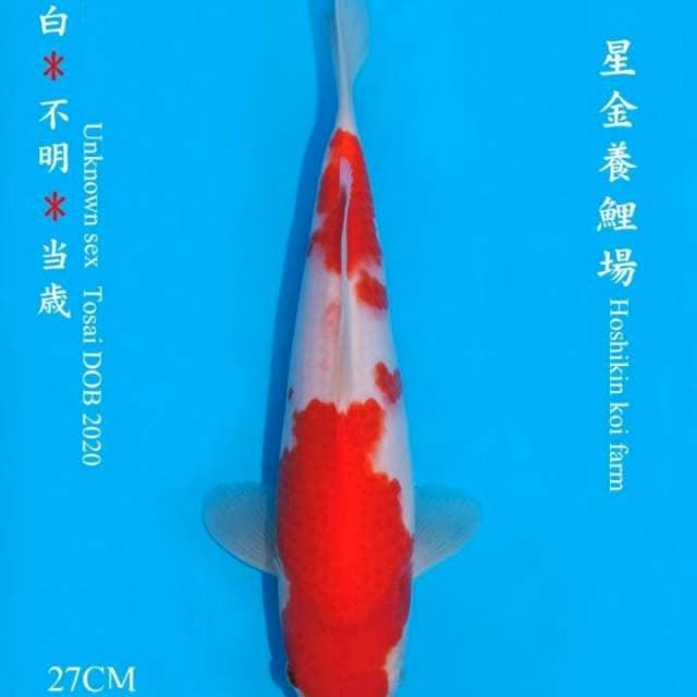Kohaku JT hosikin