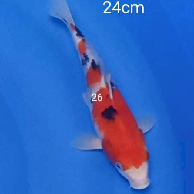 Sanke 24cm