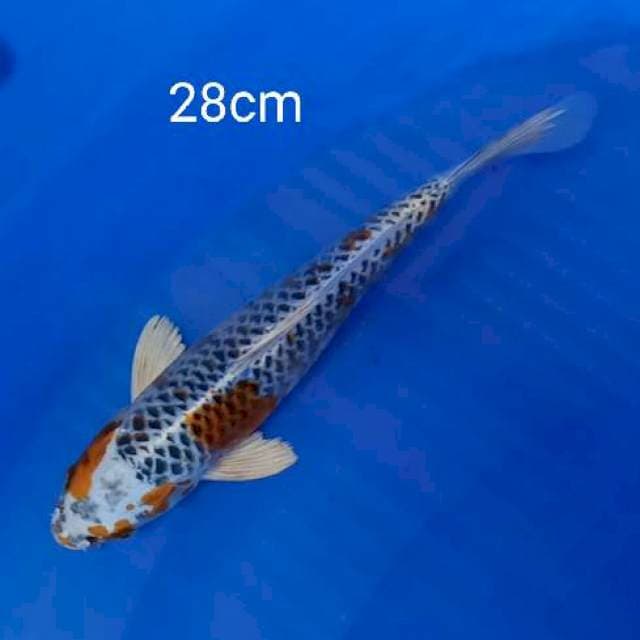 Kujaku 28cm