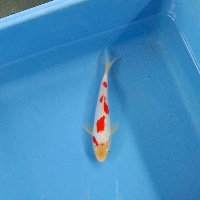 Yondan kohaku Doitsu 17cm