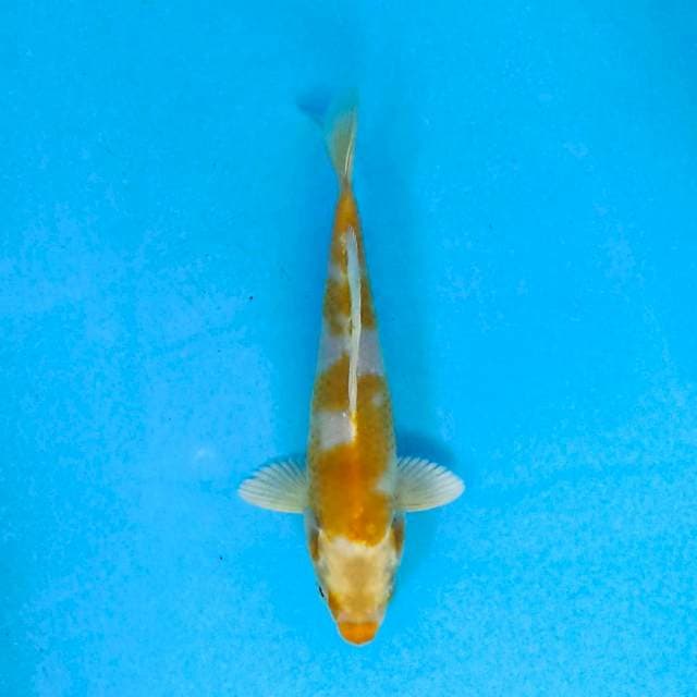 Hariwake 22 cm
