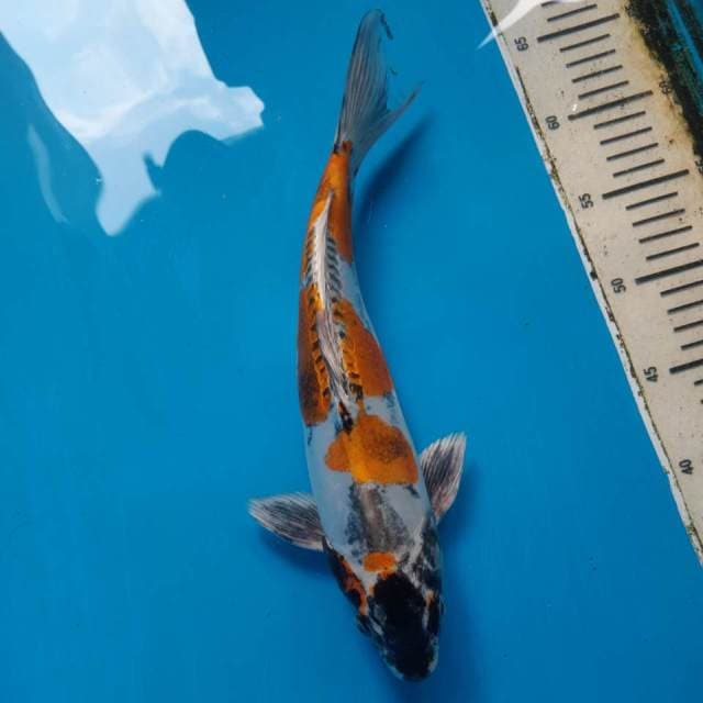 KIN KIKOKURYU MALE