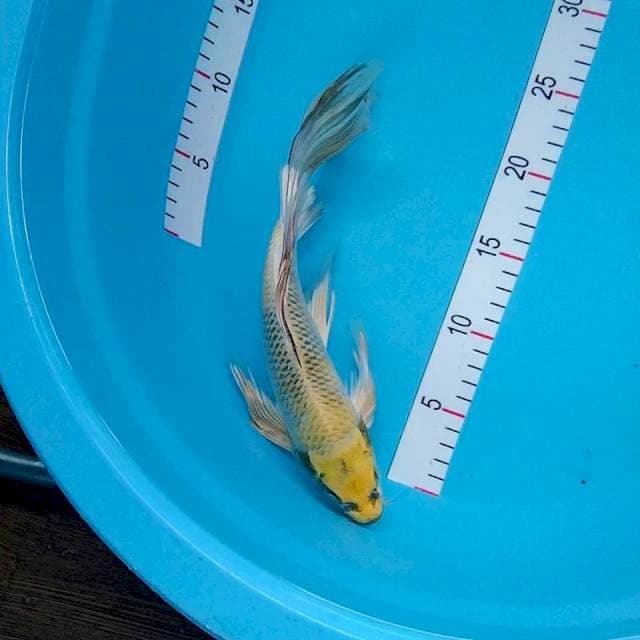 Kumpay Kin showa 30cm