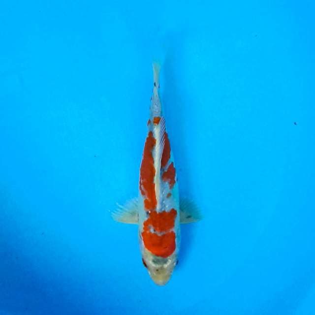 Tategoi Showa 22 cm